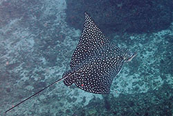 ray